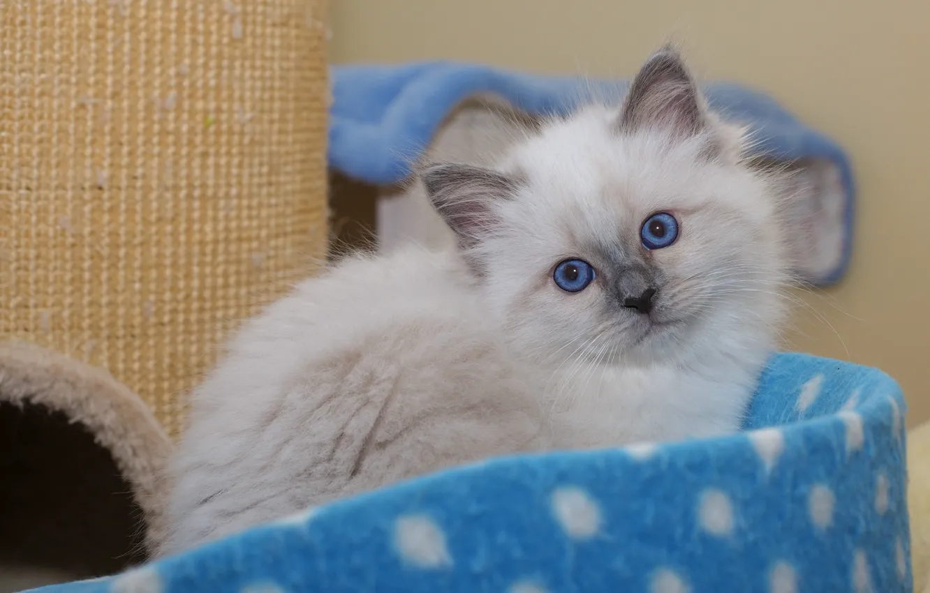 Photo wallpaper look, pose, background, portrait, baby, muzzle, fabric, kitty