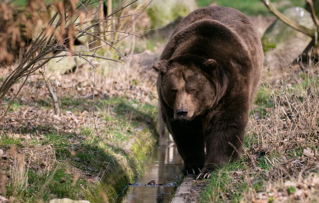 Photo wallpaper nature, bear, walk