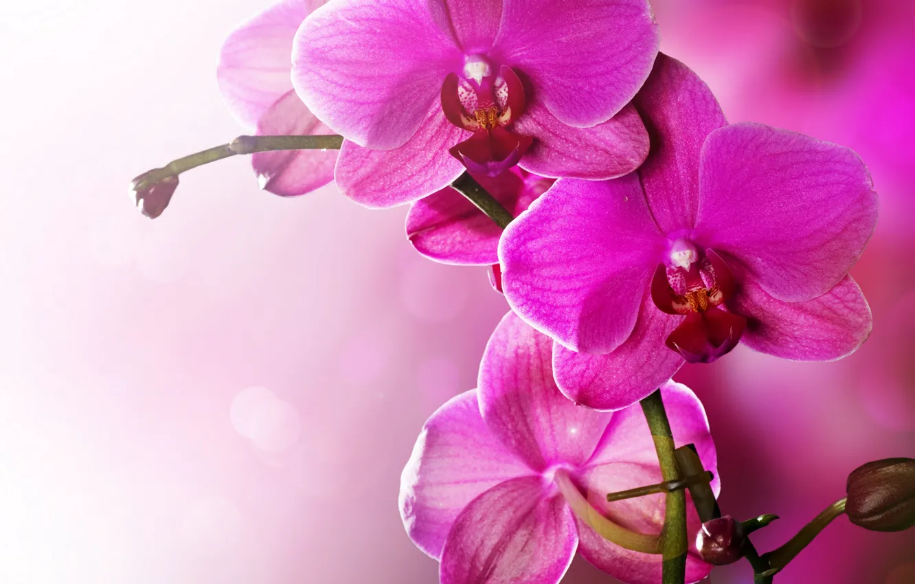 Photo wallpaper flowers, pink, tenderness, beauty, petals, orchids, Orchid, pink