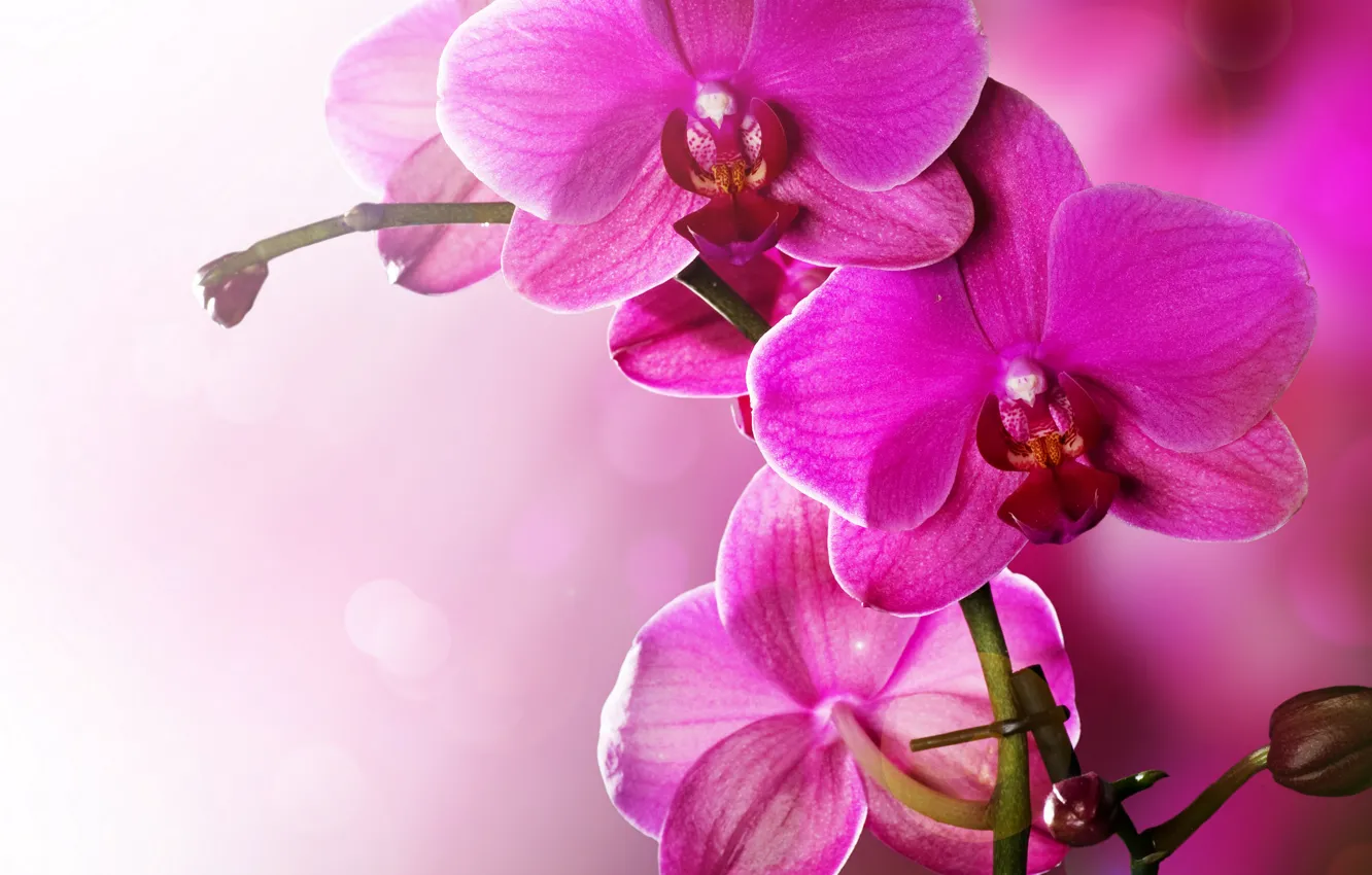 Photo wallpaper flowers, tenderness, beauty, petals, pink, Orchid, pink, flowers