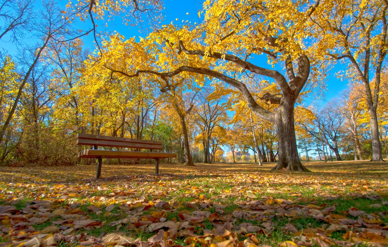 Photo wallpaper leaves, autumn, grass, bench, trees, the sky, Park