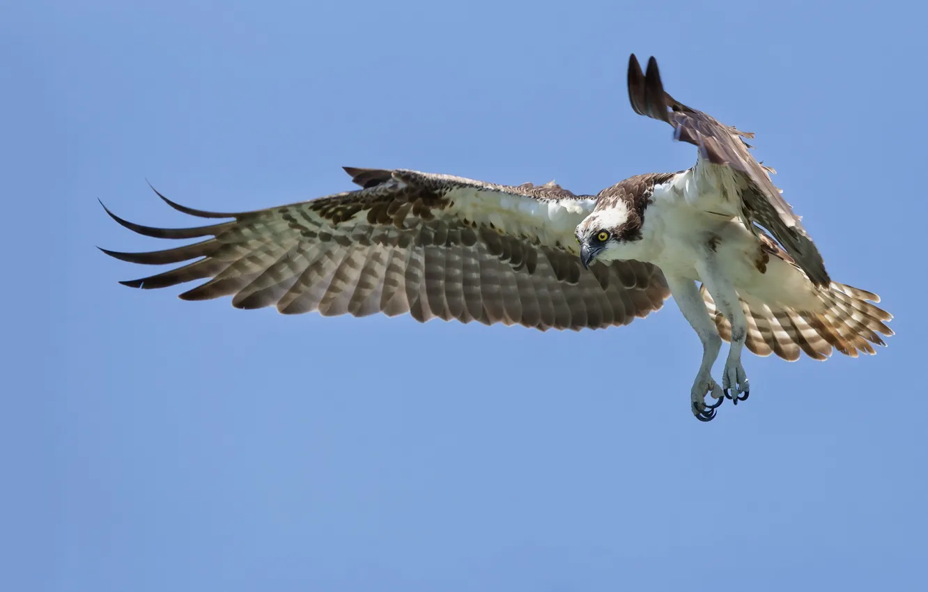 Photo wallpaper the sky, bird, eagle