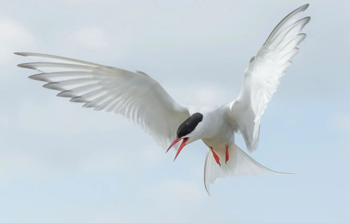 Photo wallpaper flight, bird, wings, beak, tail, Arctic tern
