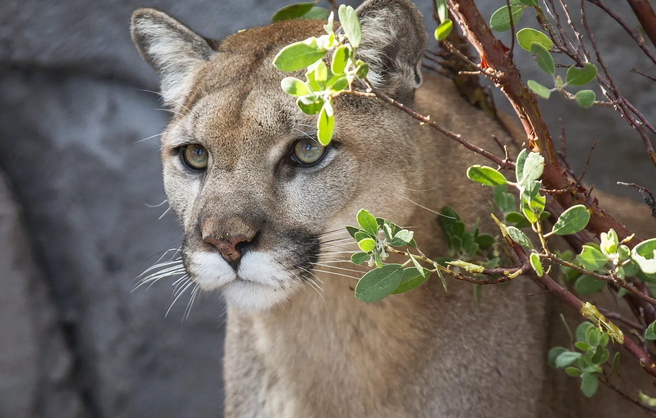 Photo wallpaper face, Puma, wild cat, mountain lion, Cougar