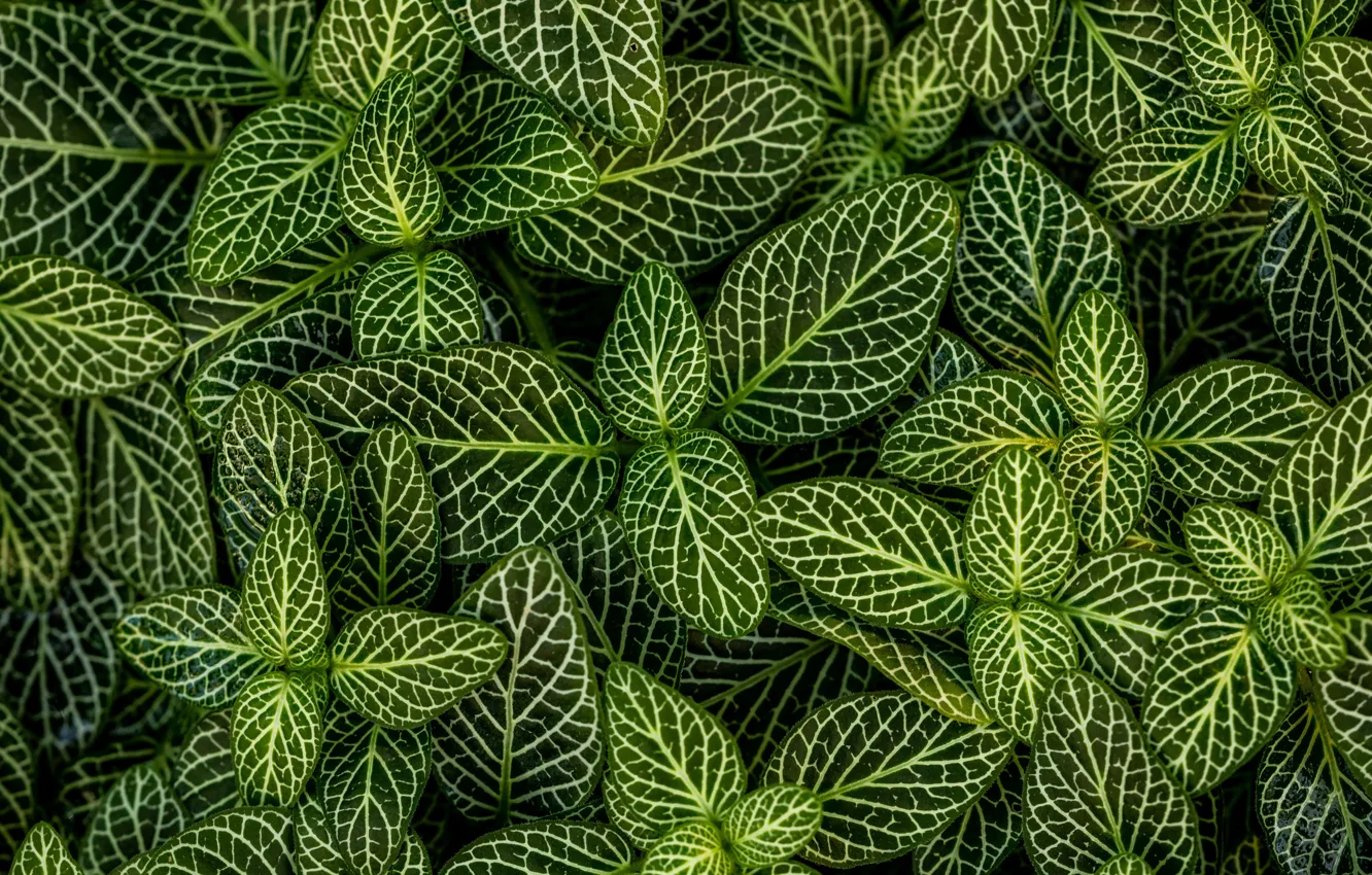 Photo wallpaper leaves, strip, plant, stripes, leaves, plant