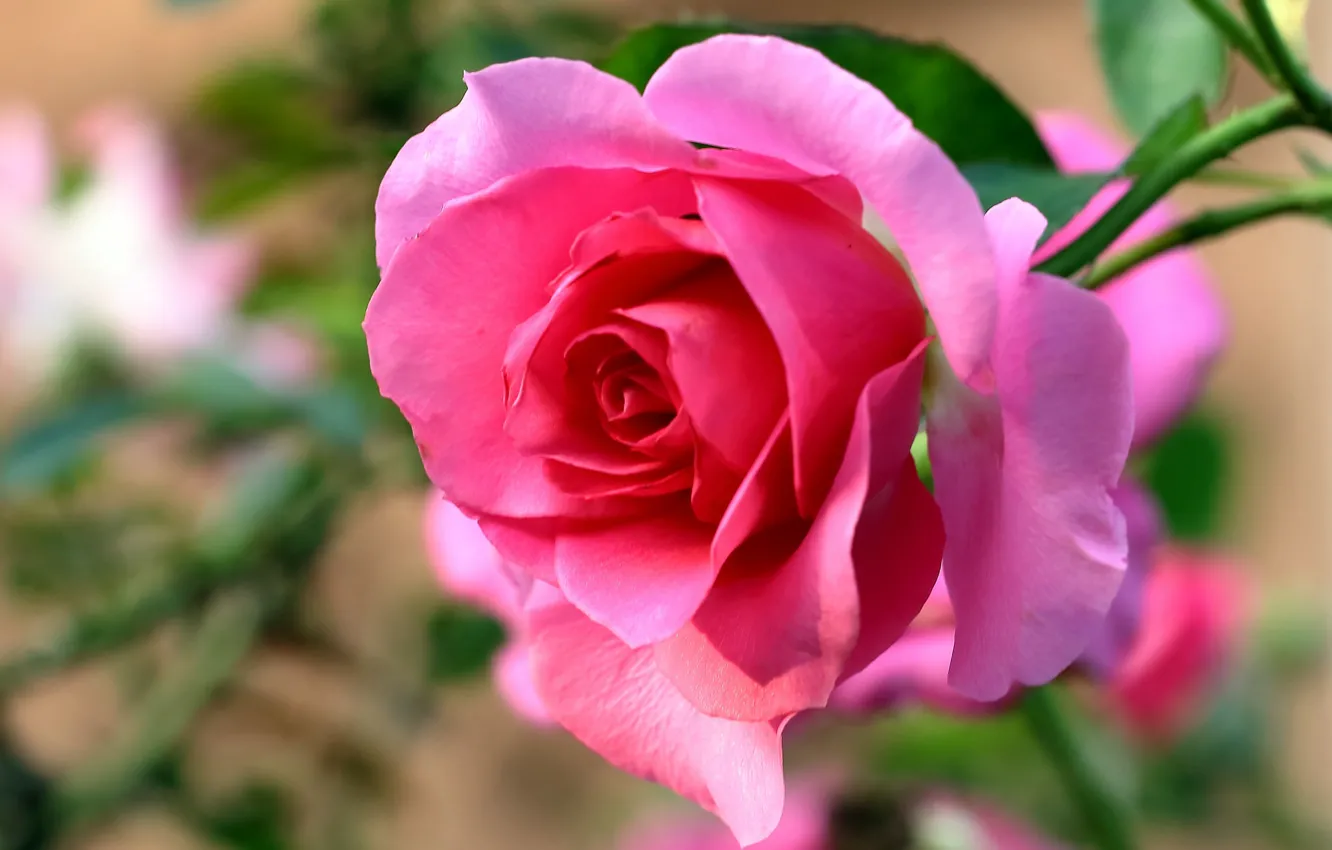 Photo wallpaper macro, roses, buds, bokeh