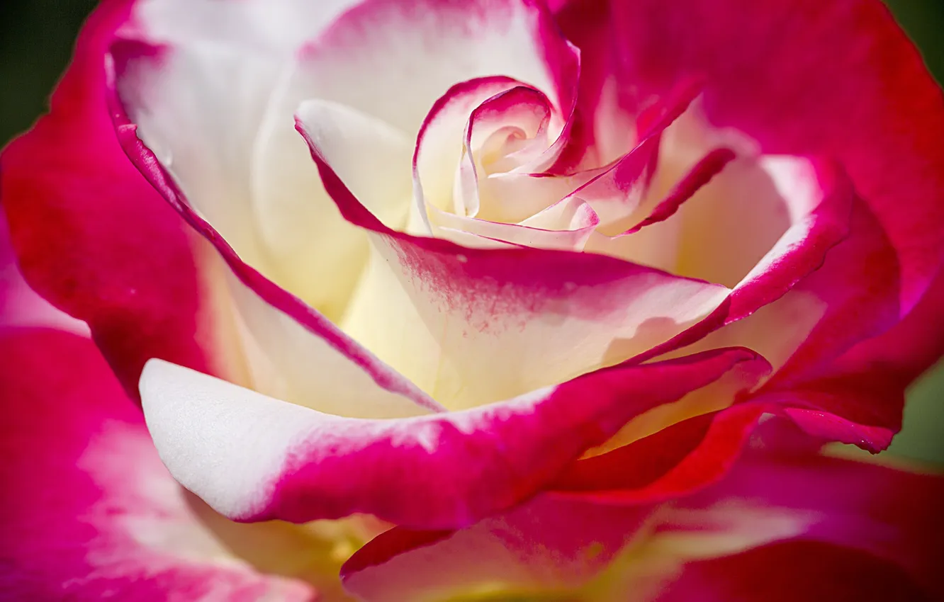 Photo wallpaper flower, macro, background, rose, petals