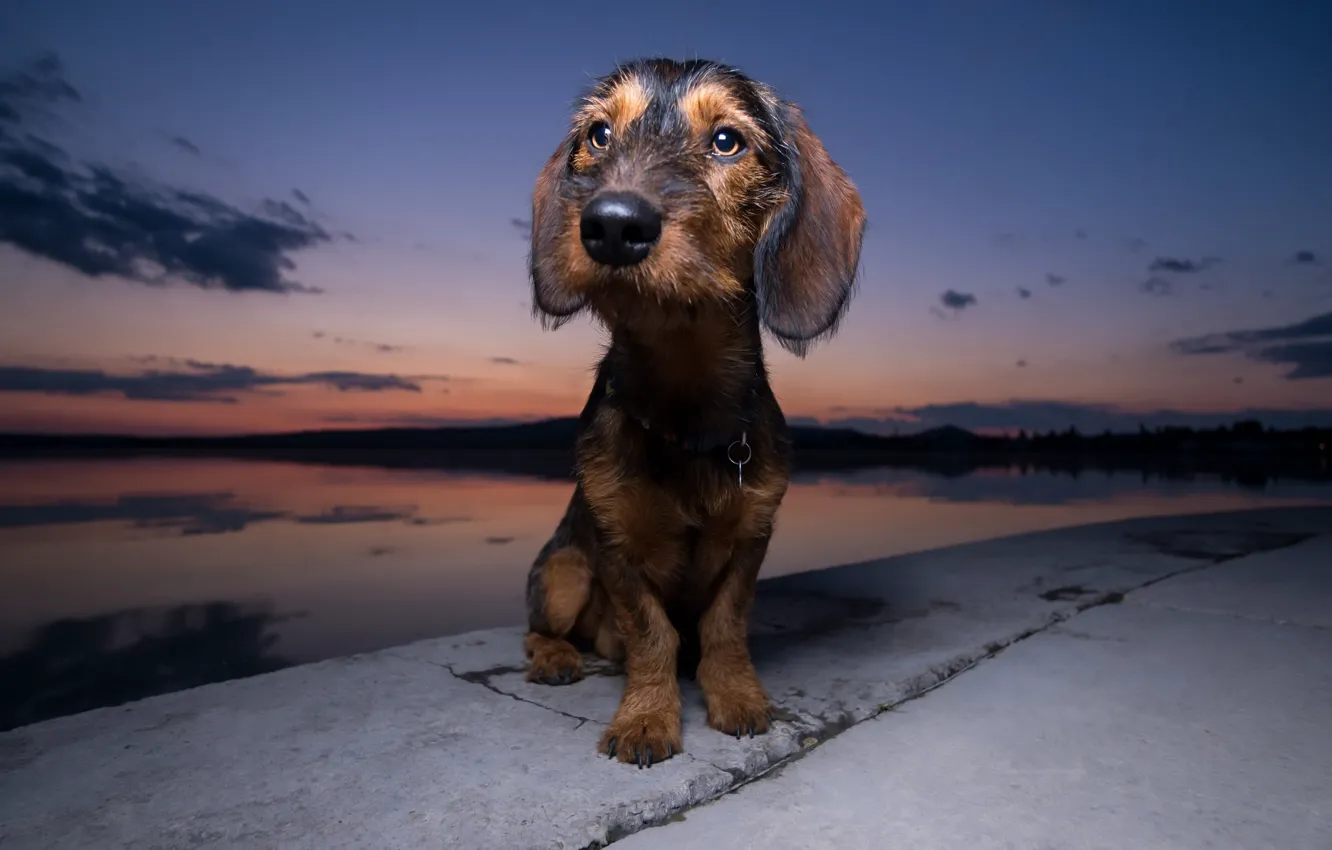 Photo wallpaper look, each, dog