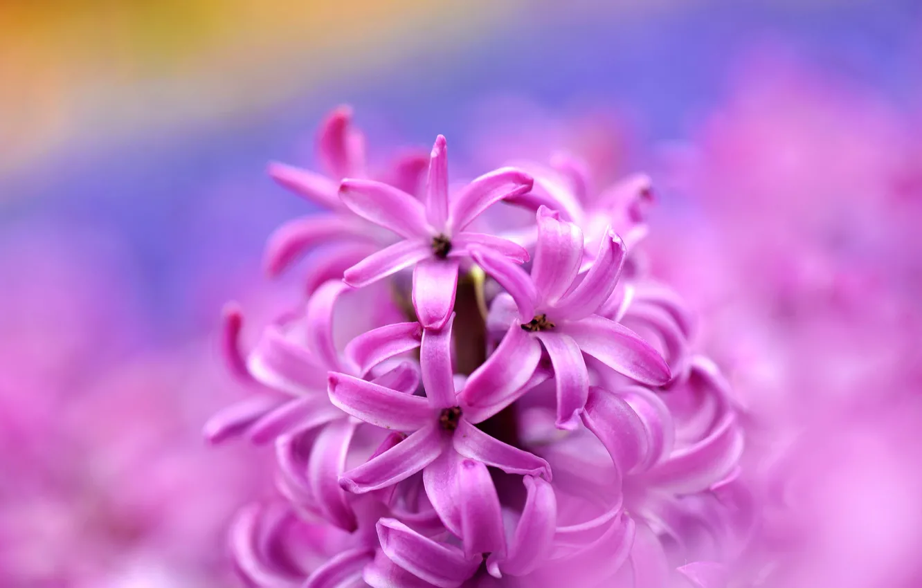 Photo wallpaper nature, petals, garden, inflorescence