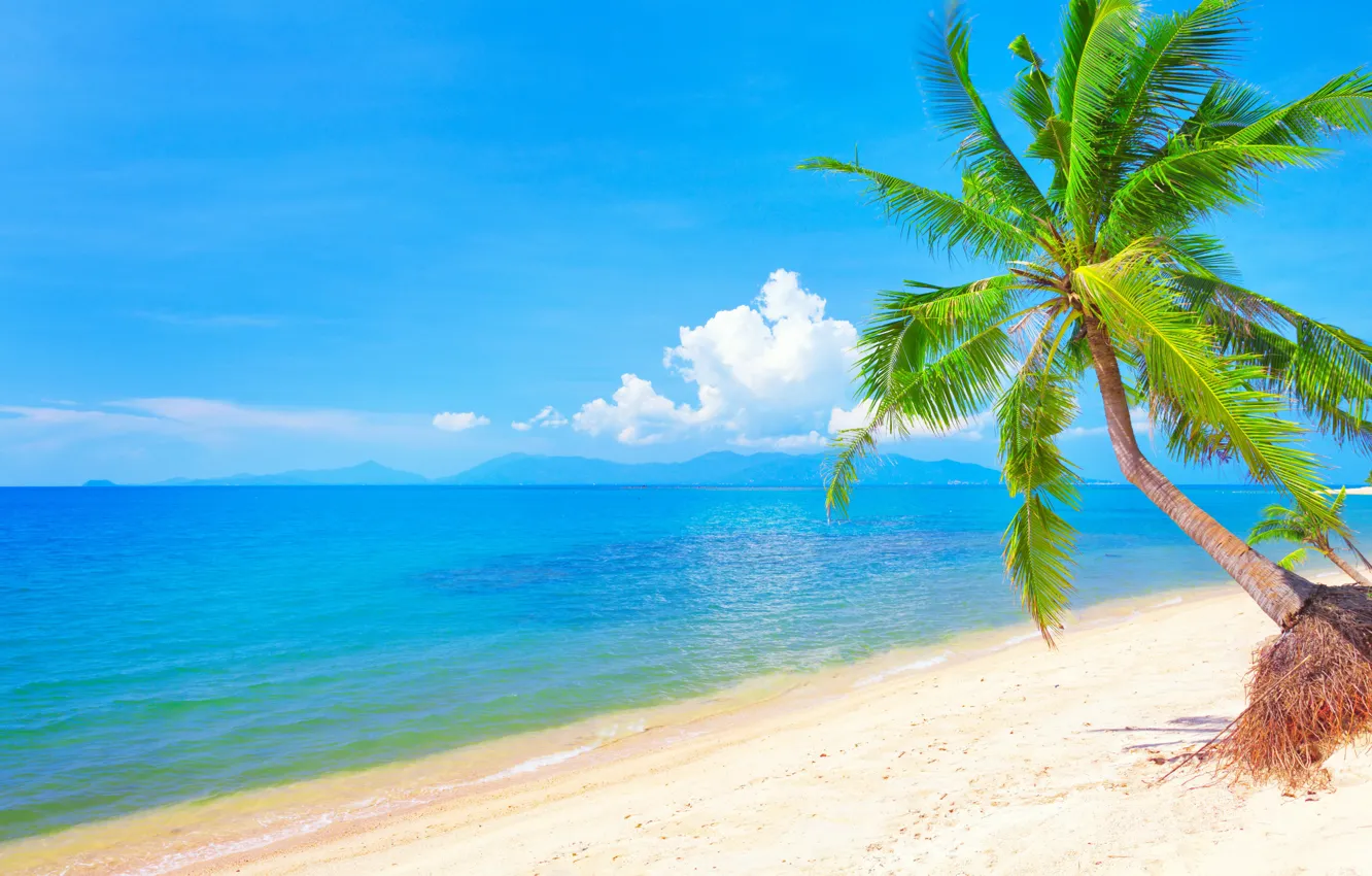 Photo wallpaper sand, sea, beach, the sun, palm trees, shore, summer, beach