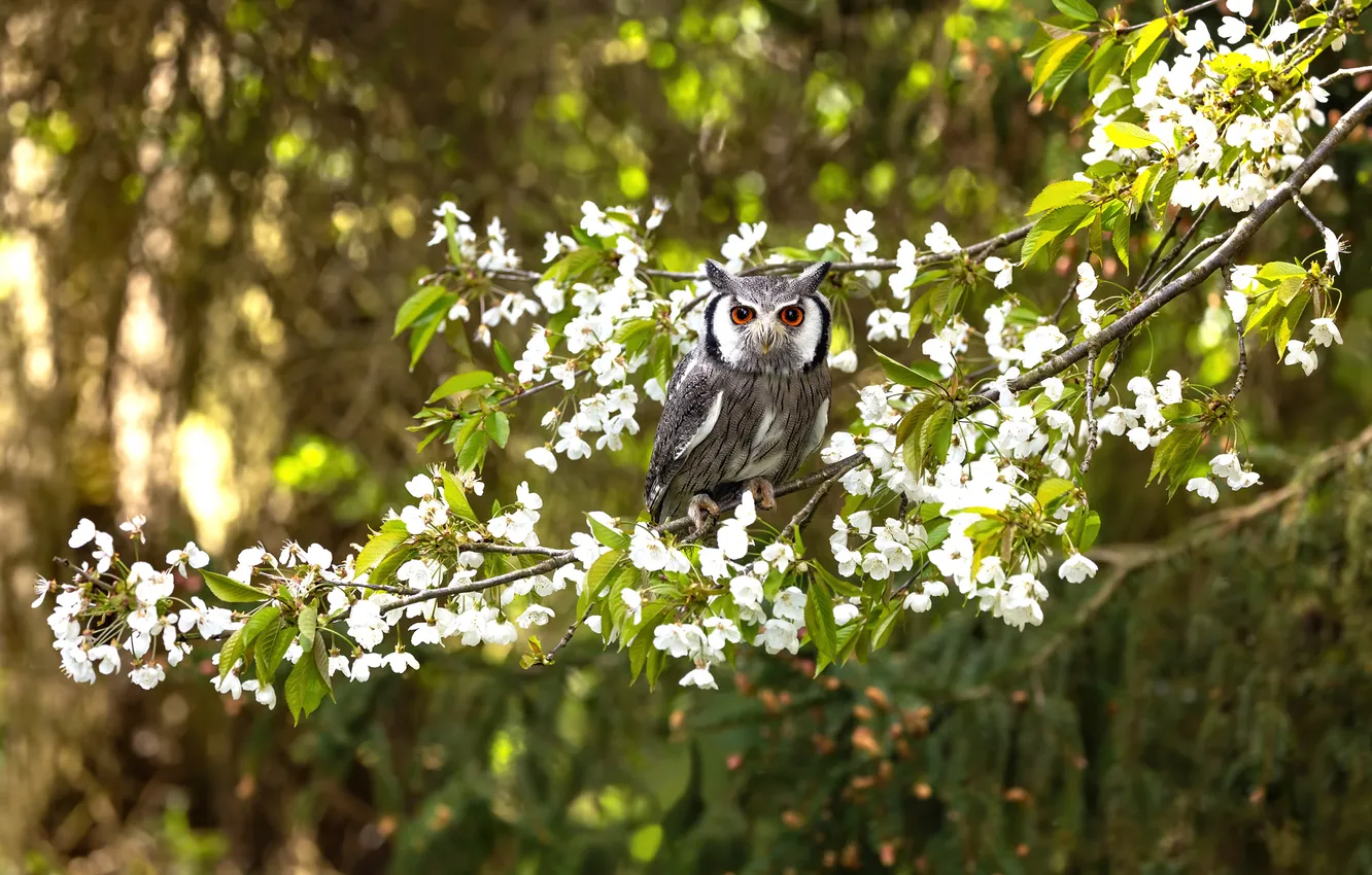 Photo wallpaper forest, look, light, flowers, branches, nature, pose, Park