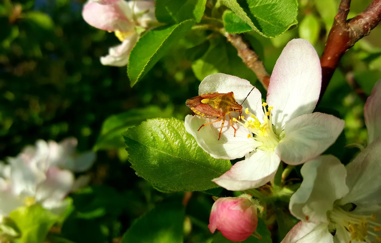 Photo wallpaper Spring, Flowering, Apple-blossom