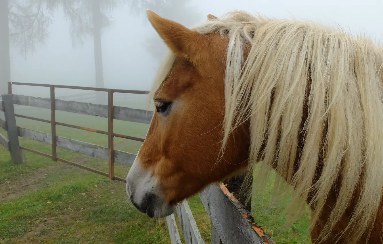 Photo wallpaper trees, fog, horse, the fence, mane, profile