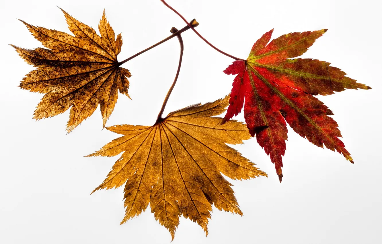 Photo wallpaper nature, autumn, leaves