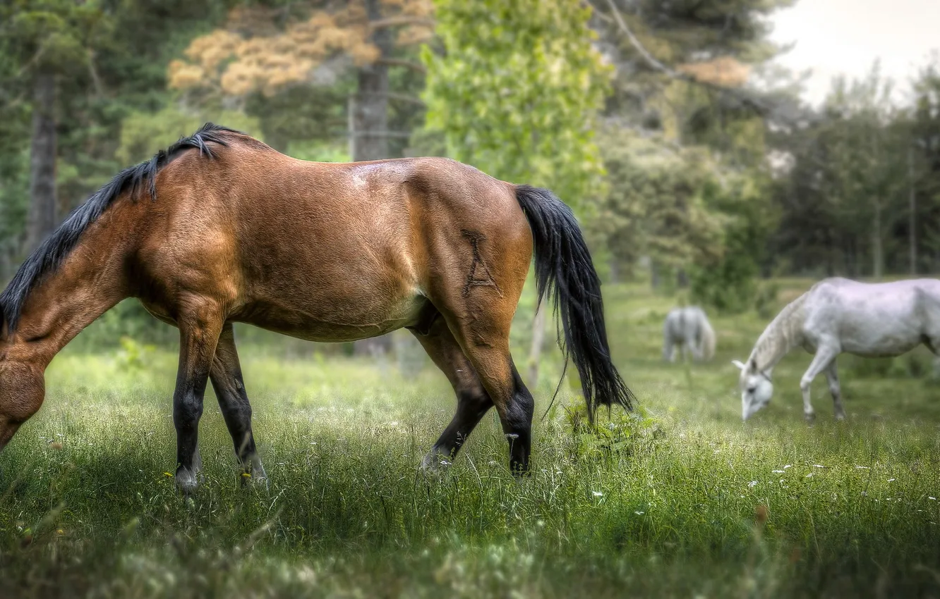Photo wallpaper nature, background, horse