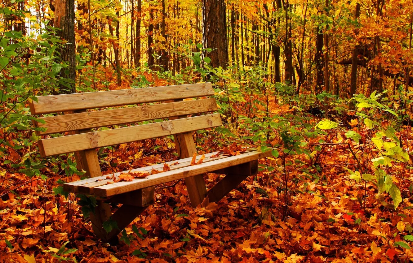 Photo wallpaper autumn, forest, bench, foliage, color