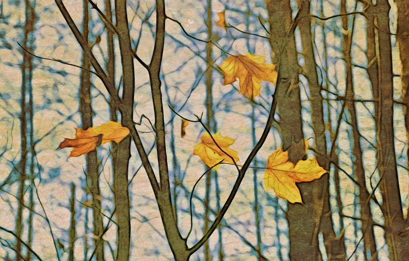 Photo wallpaper autumn, leaves, nature