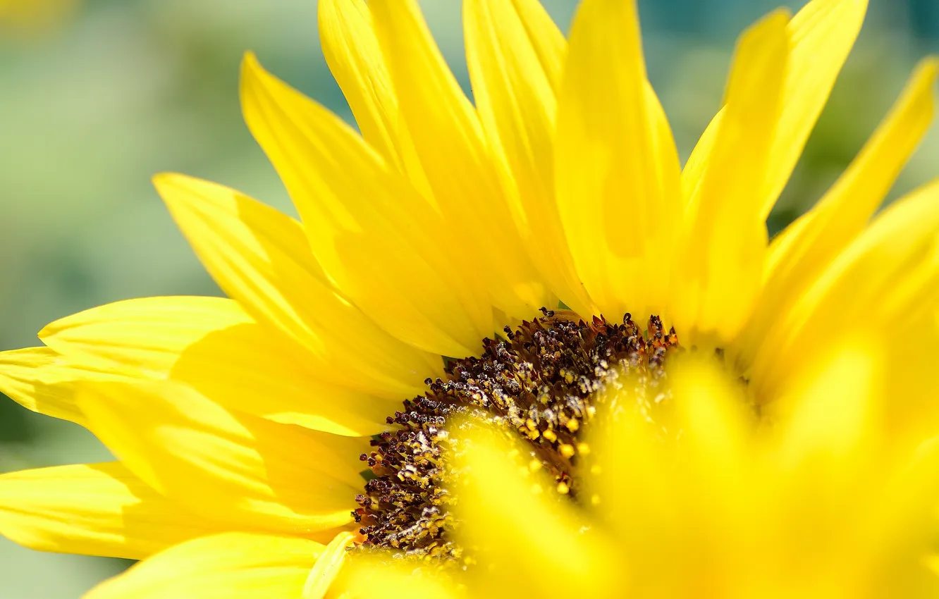 Photo wallpaper sunflowers, flowers, petals