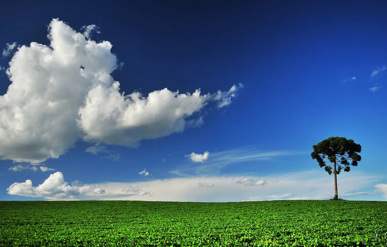 Photo wallpaper field, summer, the sky, clouds, trees