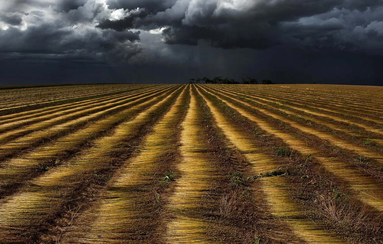 Photo wallpaper field, clouds, Before the rain