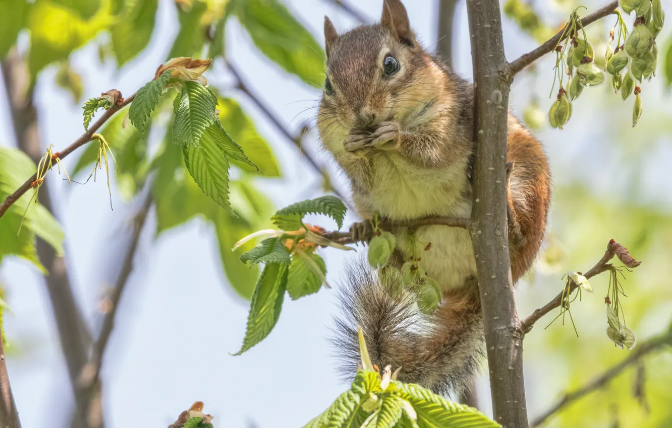Photo wallpaper leaves, trees, branches, Chipmunk, animal, rodent