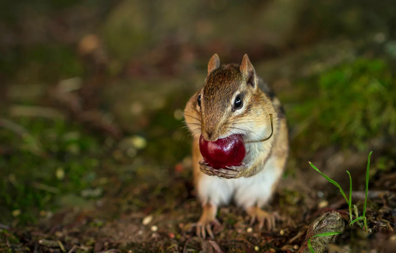 Photo wallpaper nature, cherry, pose, berries, background, Chipmunk, bokeh, animal
