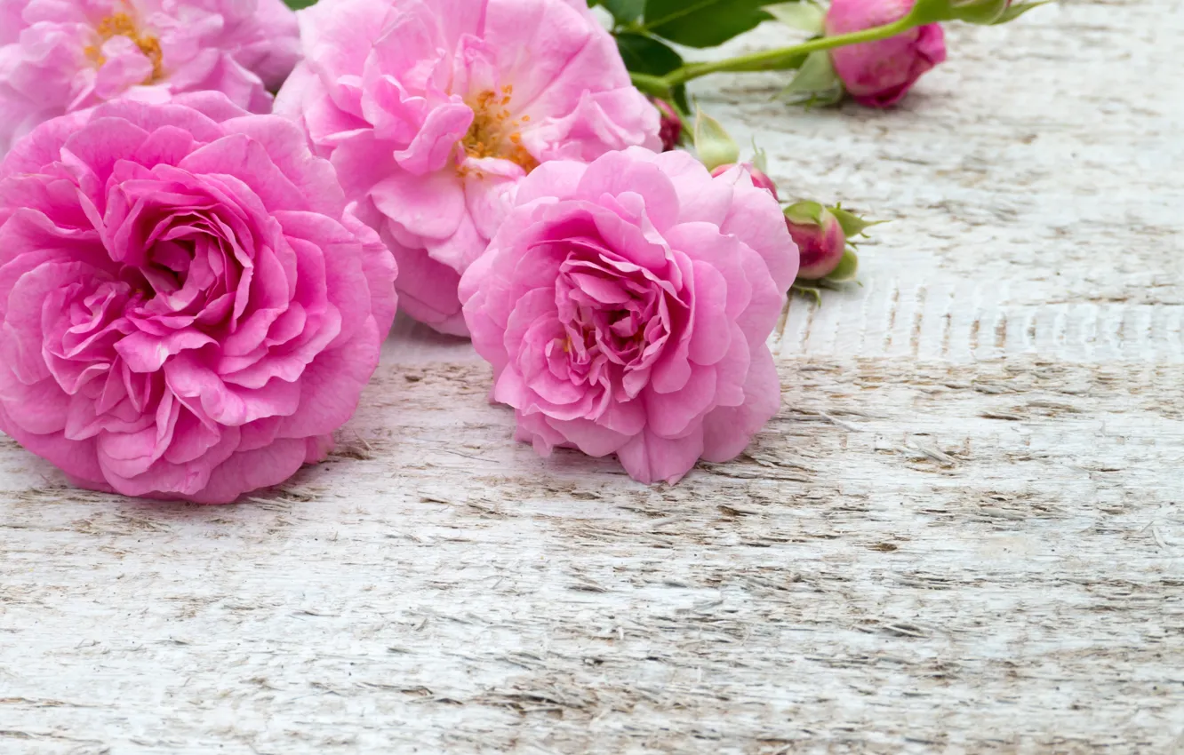 Photo wallpaper flowers, roses, bouquet, pink, white, buds, pink, flowers
