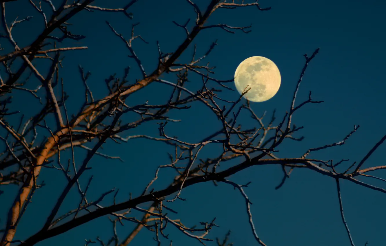 Photo wallpaper the sky, trees, branches, nature, the moon, supermoon