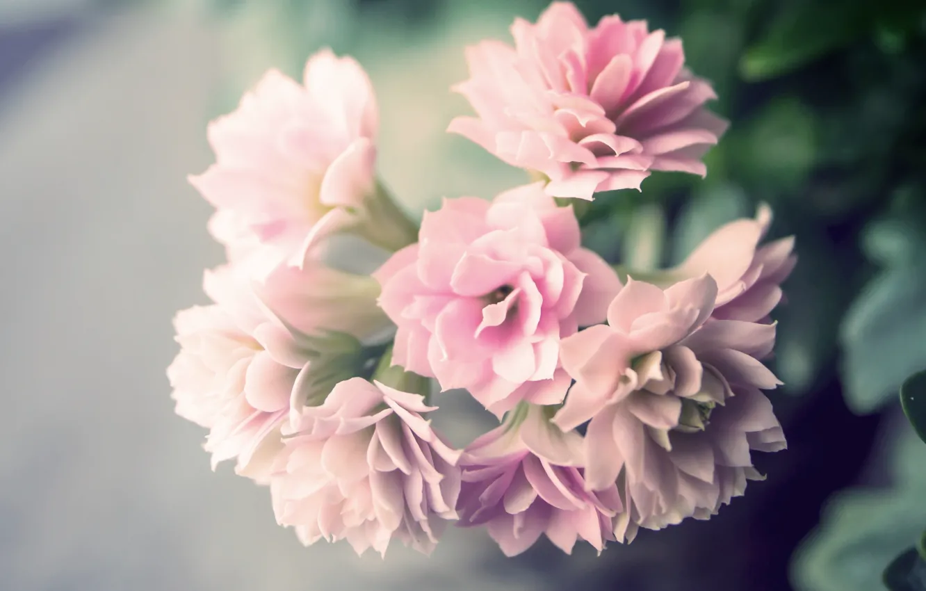 Photo wallpaper flowers, spring, beautiful, flower