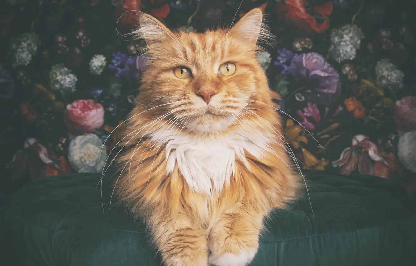 Photo wallpaper cat, cat, flowers, red