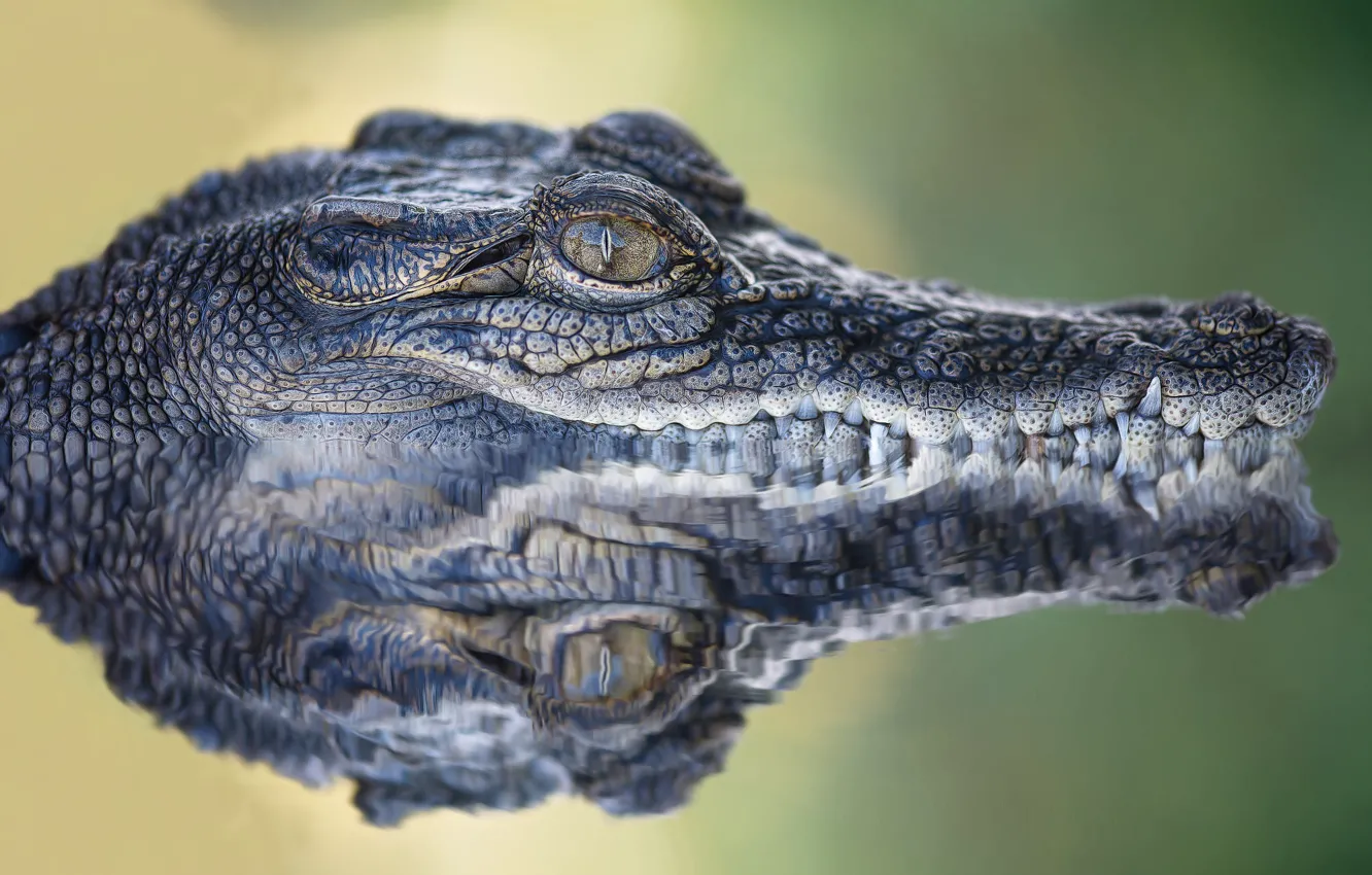 Photo wallpaper look, face, water, reflection, portrait, teeth, crocodile, mouth