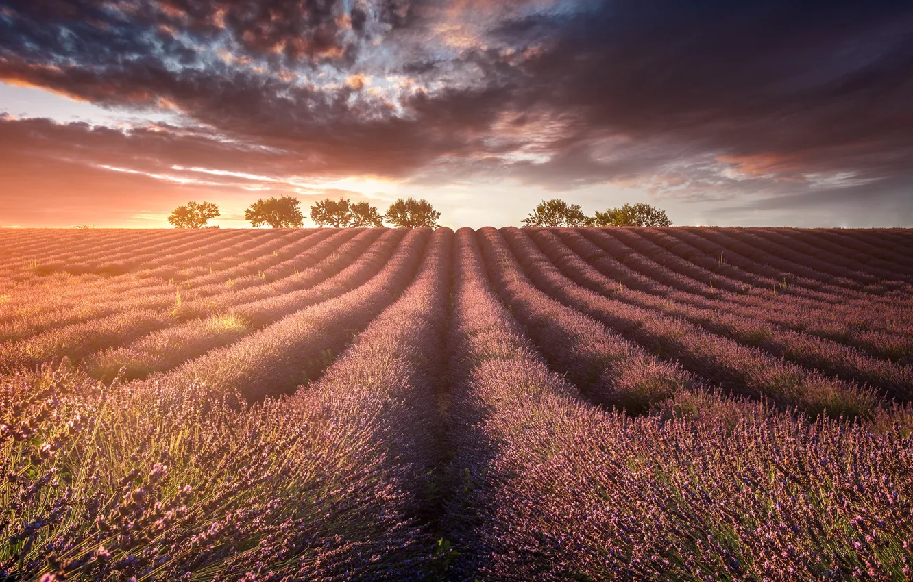 Photo wallpaper field, light, lavender
