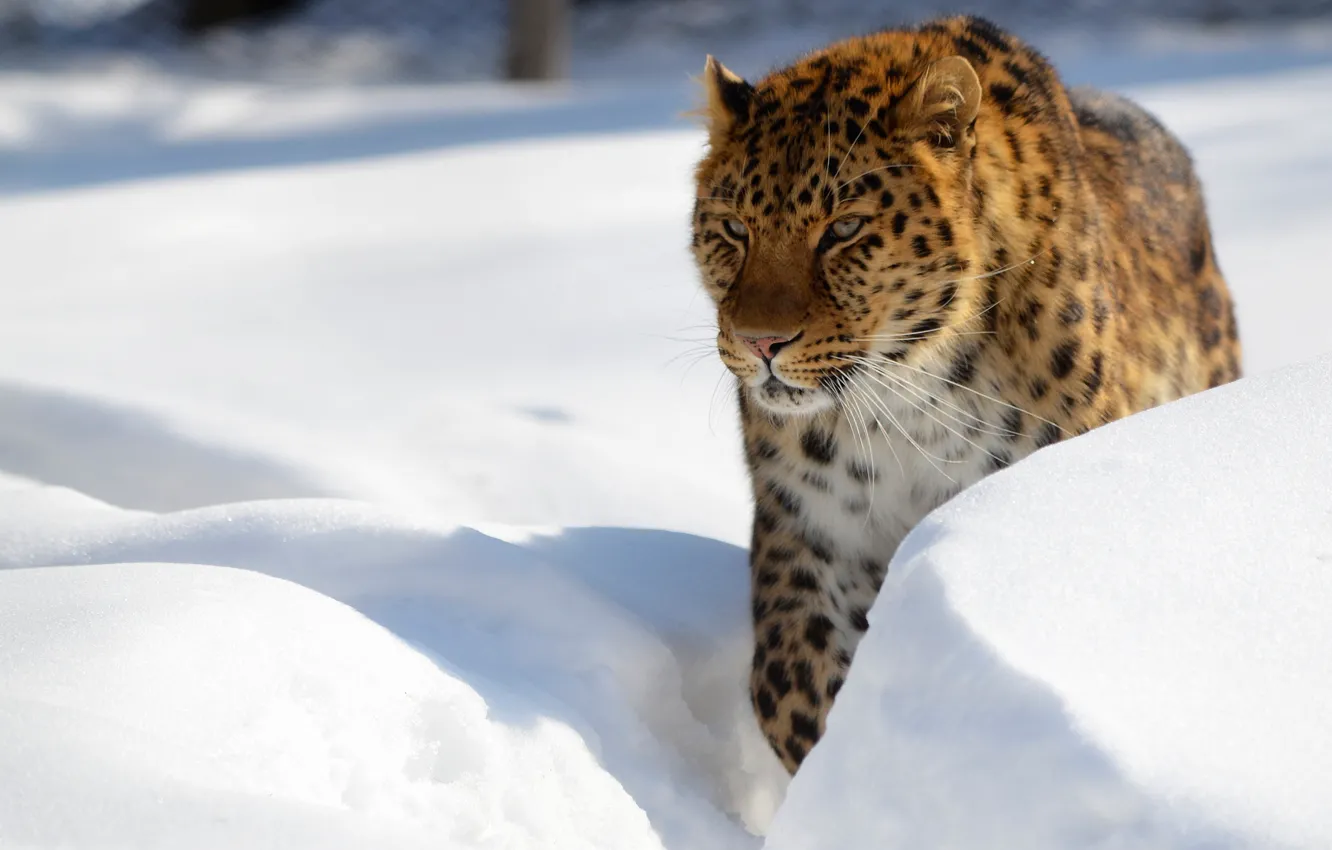 Photo wallpaper winter, snow, leopard, the snow, wild cat