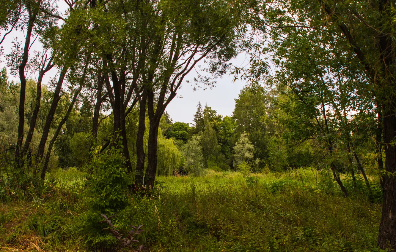 Photo wallpaper forest, summer, the sky, grass, trees, nature, Russia, Samara