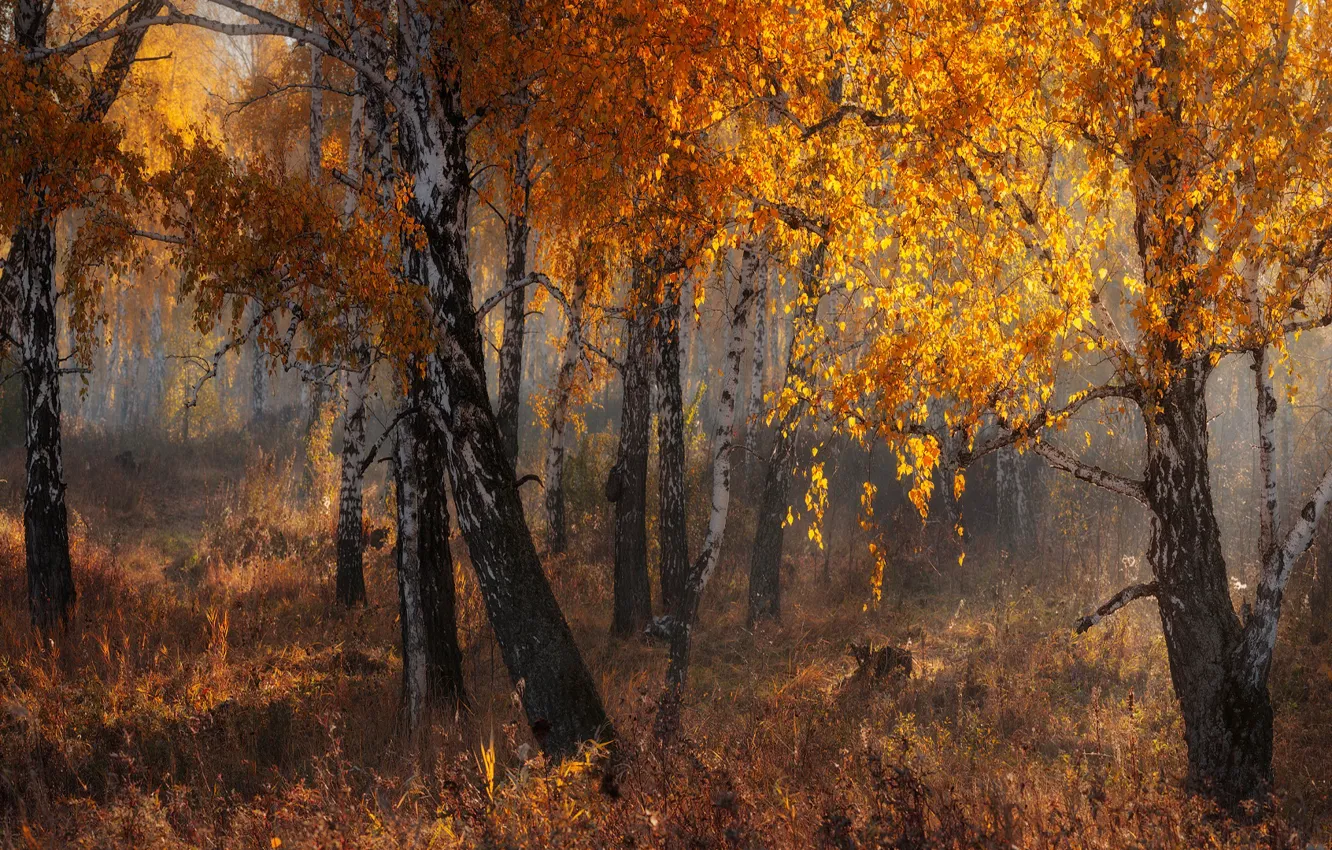 Photo wallpaper autumn, forest, light, branches, nature, fog, trunks, foliage