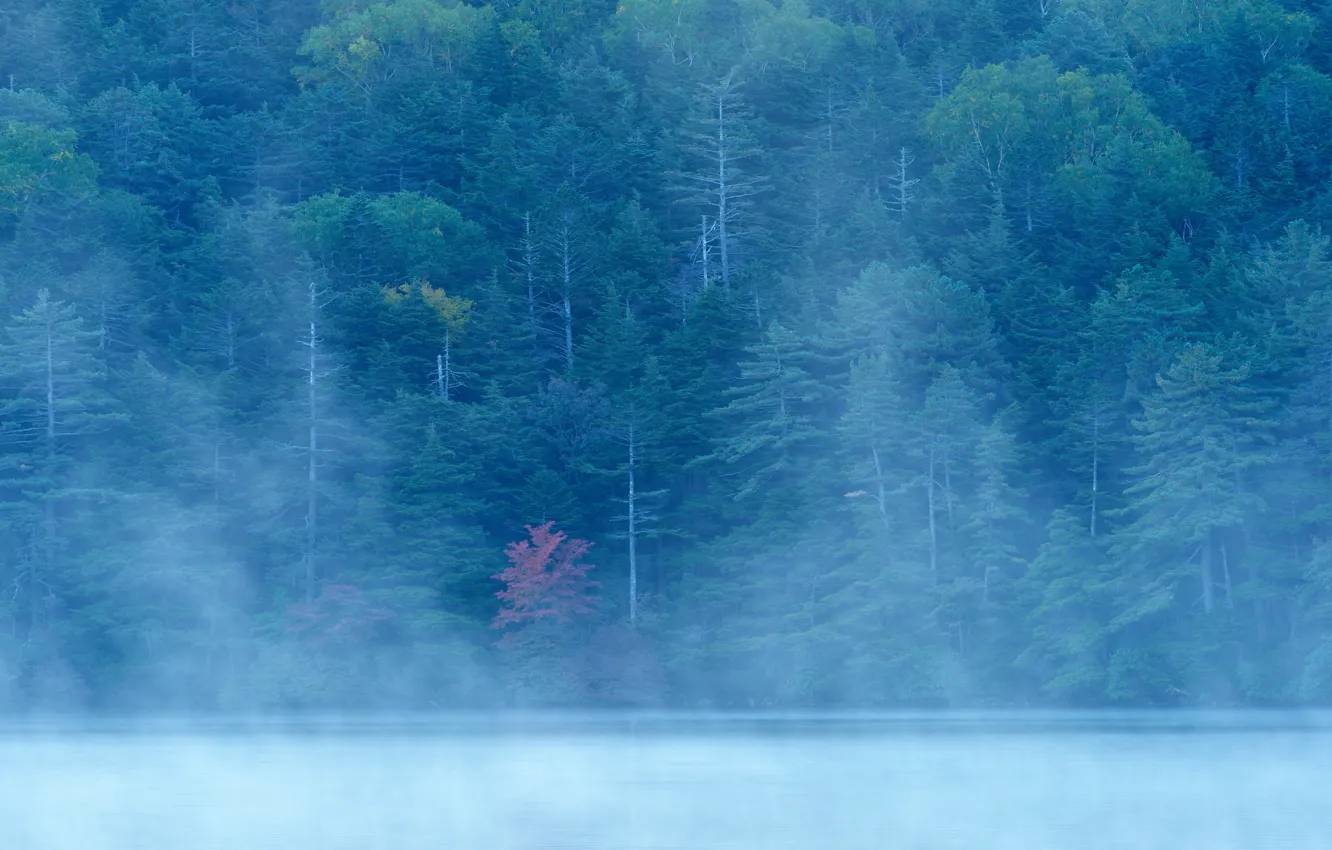 Photo wallpaper autumn, forest, fog, lake, river, slope