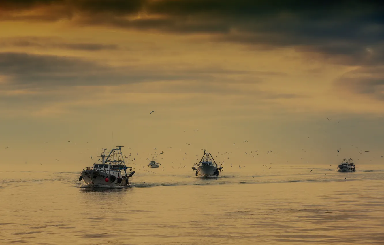 Photo wallpaper sea, seagulls, boats, return, fishing