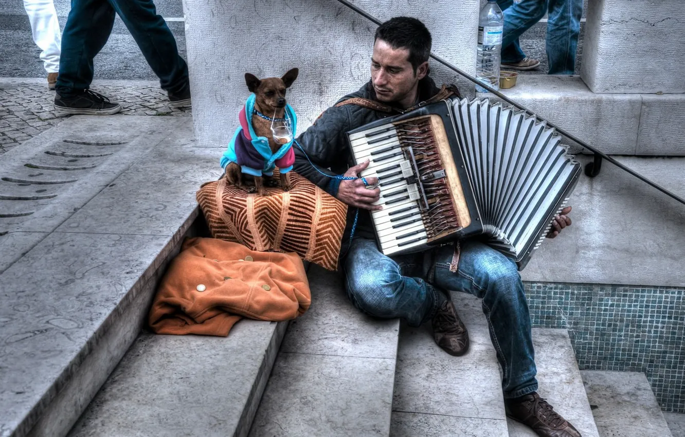 Photo wallpaper music, street, dog, musician, accordion