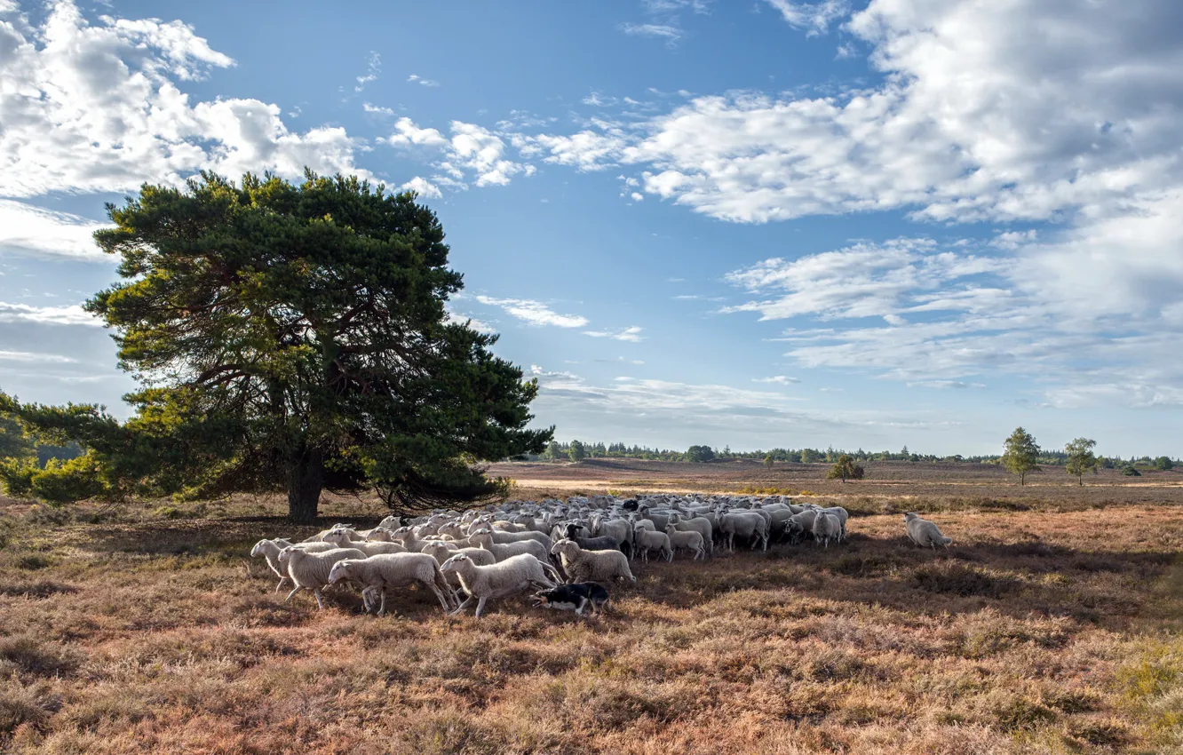 Photo wallpaper field, nature, tree, sheep, dog, the herd