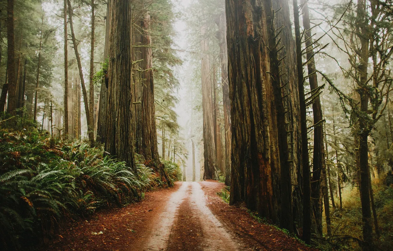 Photo wallpaper Nature, Path, Trees, Forest, Sequoia