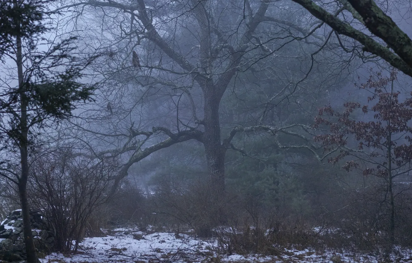 Photo wallpaper forest, snow, trees, nature, fog