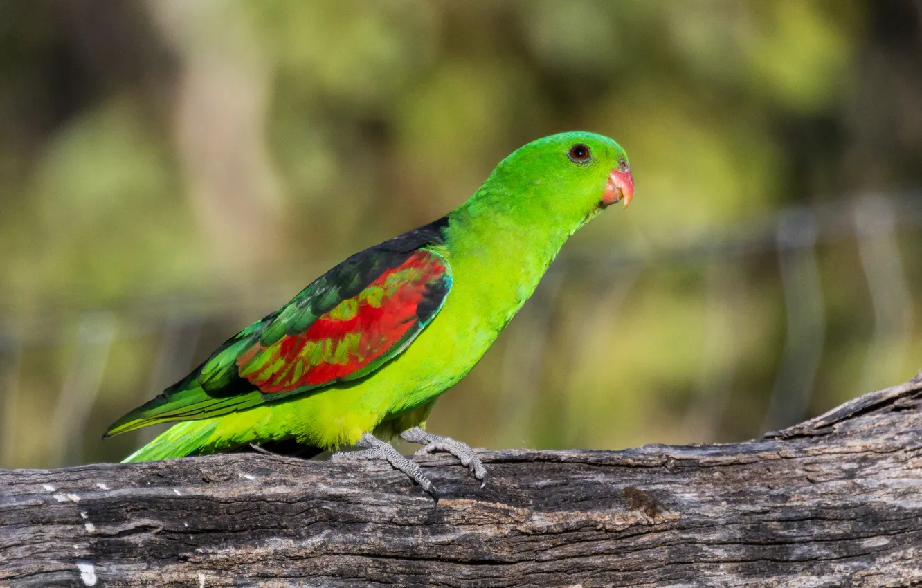 Photo wallpaper green, bird, parrot, log, bokeh, Australian, red-winged parrot