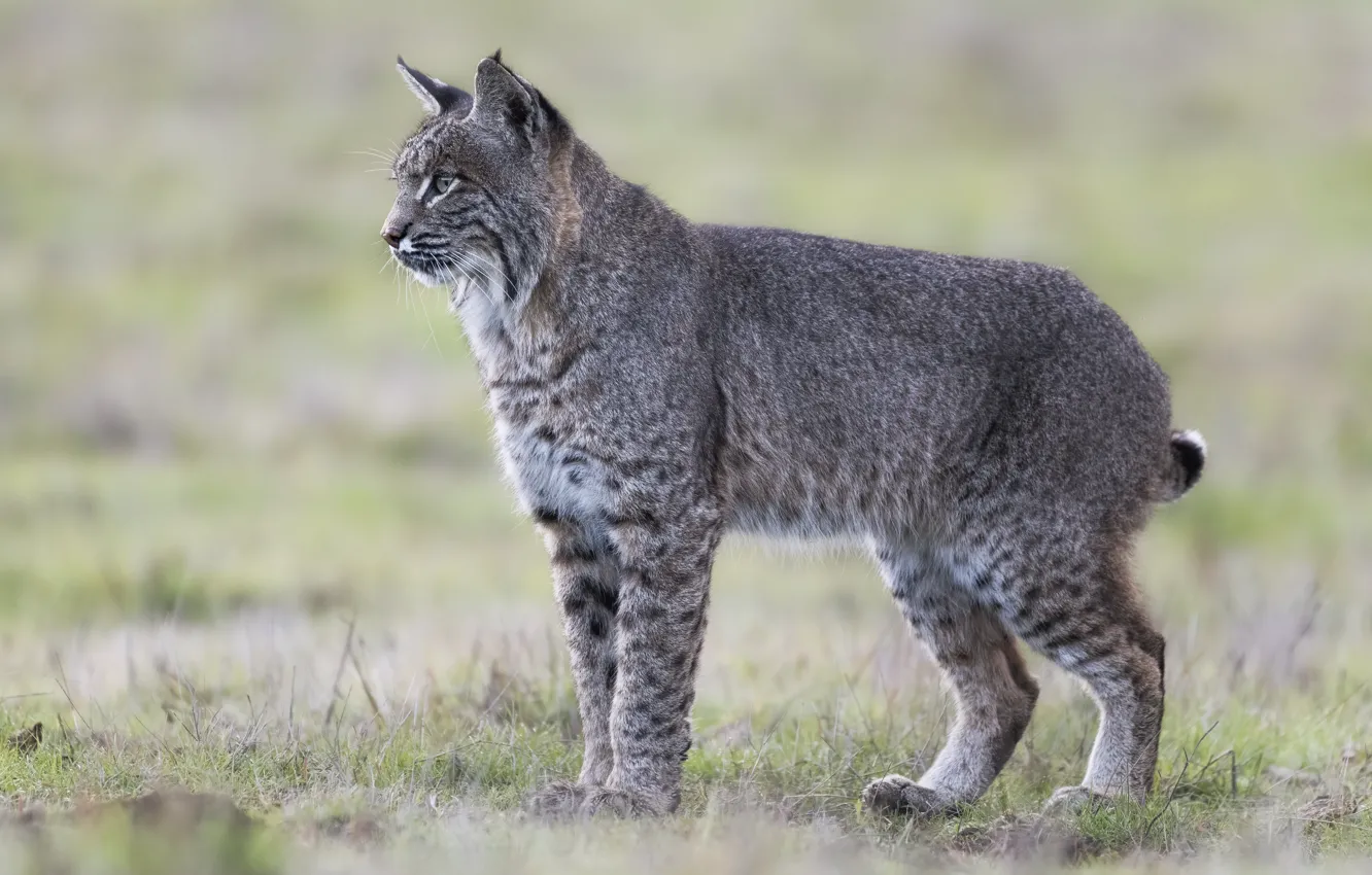 Photo wallpaper grass, look, glade, lynx