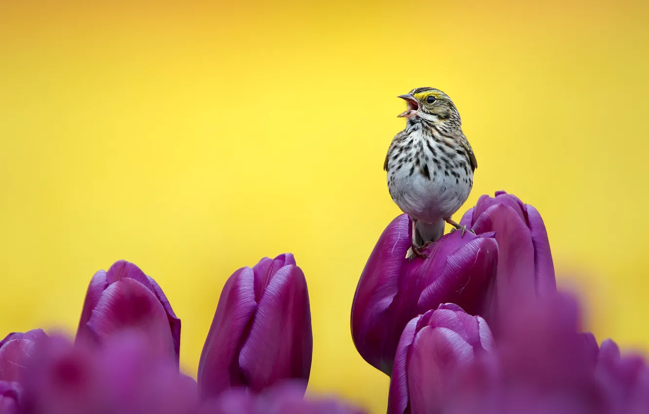 Photo wallpaper purple, flowers, bird, tulips, bird, buds, yellow background, This Savannah Sparrow