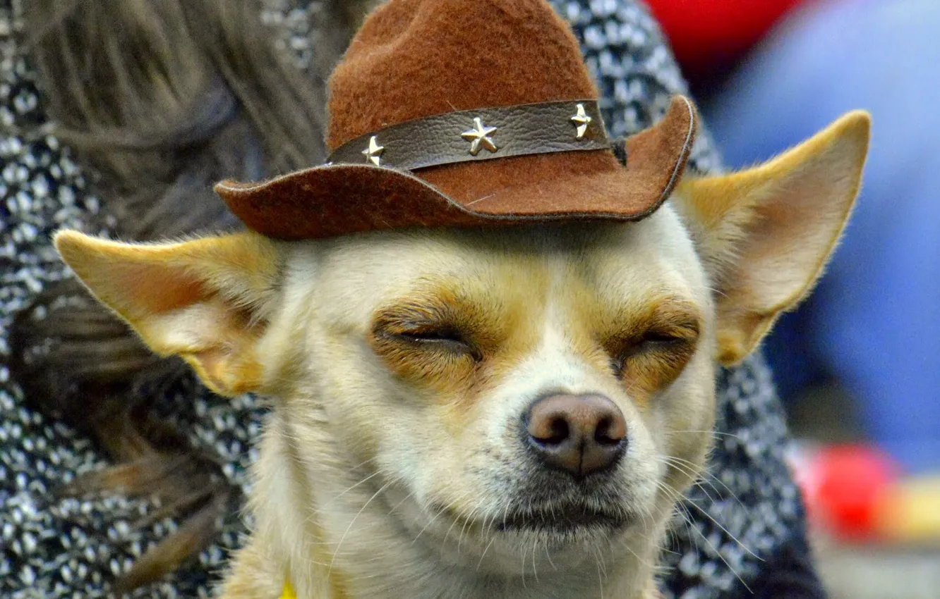 Photo wallpaper face, dog, hat