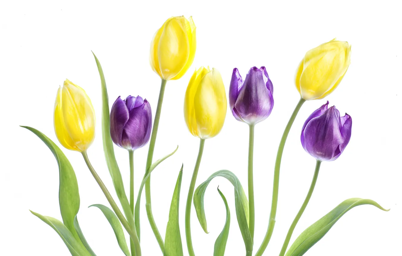 Photo wallpaper purple, tulips, white background, buds, yellow