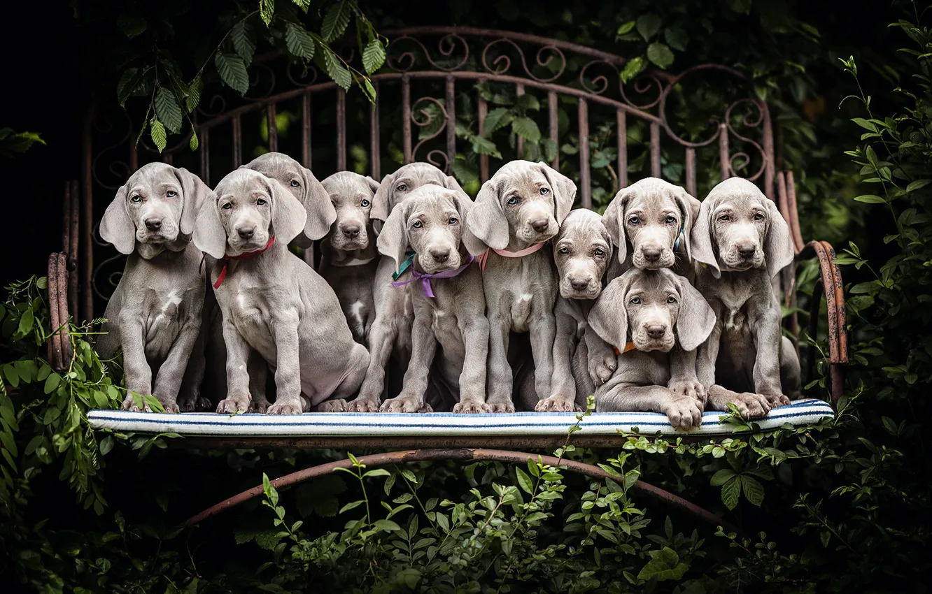 Photo wallpaper bench, dog, puppy, The Weimaraner
