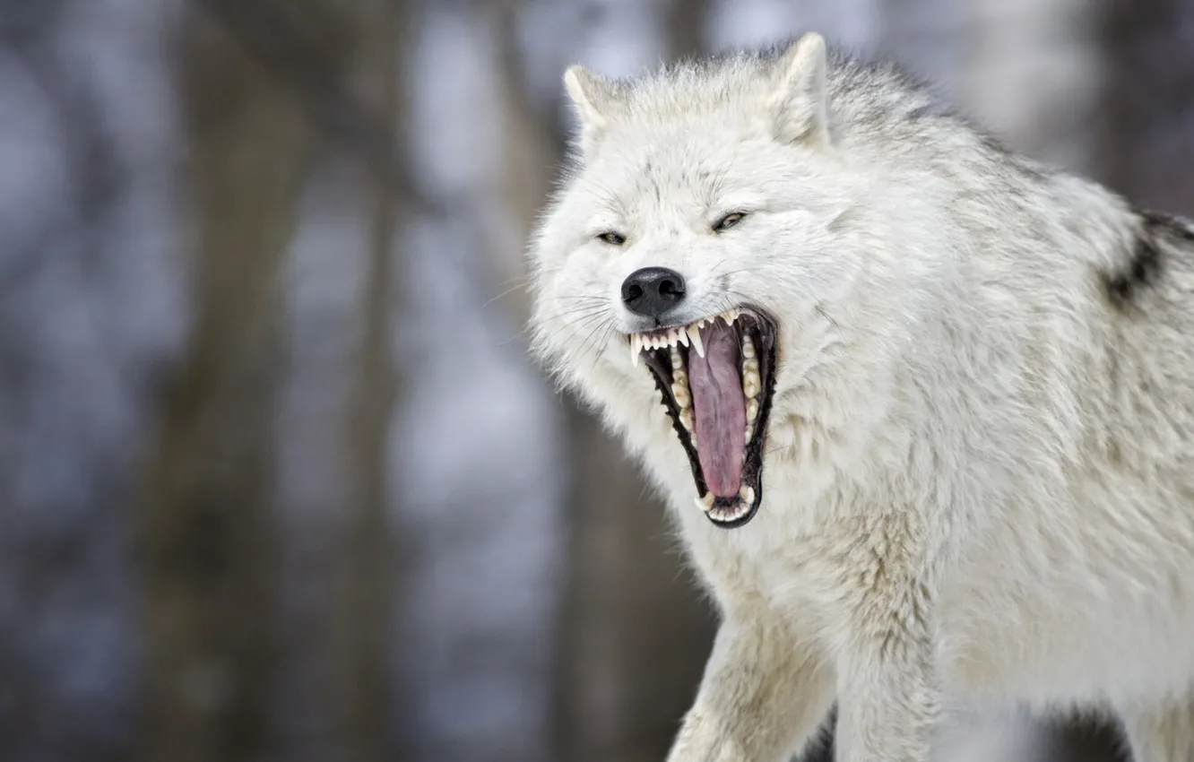 Photo wallpaper wolf, mouth, beast, bokeh