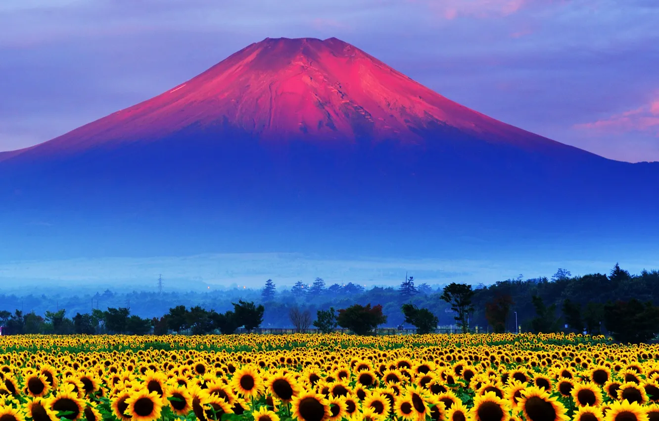 Photo wallpaper field, the sky, sunflowers, sunset, Japan, mount Fuji