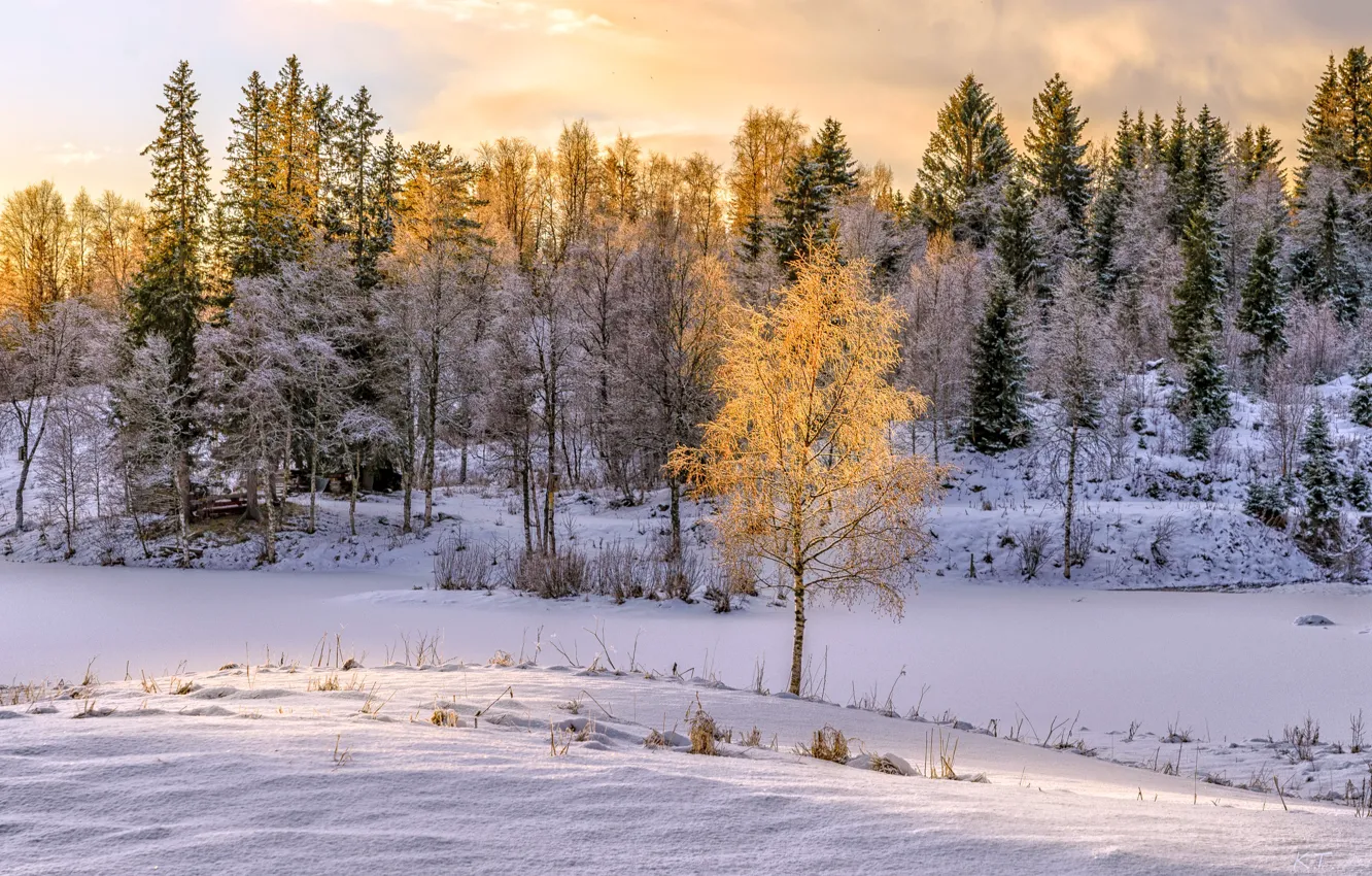 Photo wallpaper winter, light, snow, nature, birch